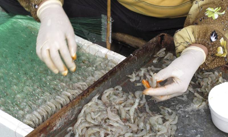 El mercado chino es el principal destino del camarón ecuatoriano./ Foto: cortesía EFE