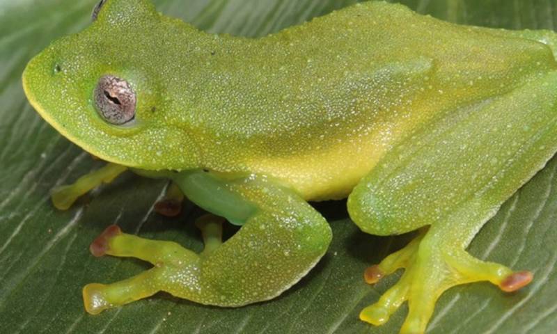 Ambas han sido catalogadas como ‘En Peligro’./ Foto: cortesía