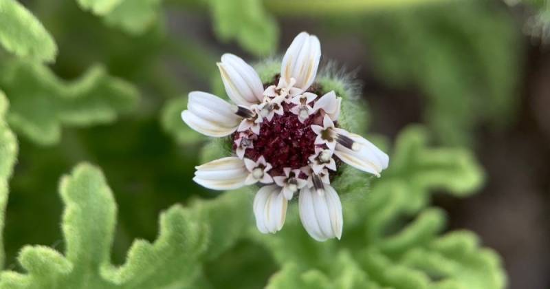 La Scalesia retroflexa es un arbusto endémico de Galápagos / Foto: cortesía Parque Nacional Galápagos