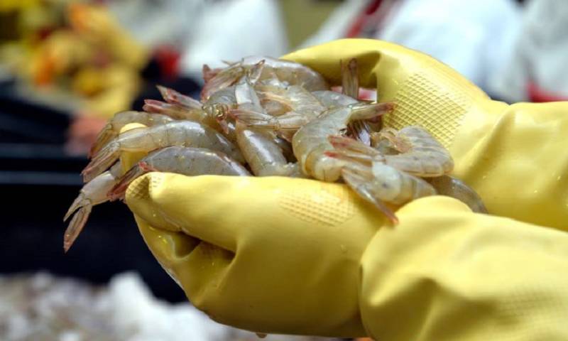 El precio promedio de la libra de camarón cayó de los 2,84 dólares en 2022 a los 2,35 dólares en 2023 / Foto: cortesía Cámara Nacional de Acuacultura 