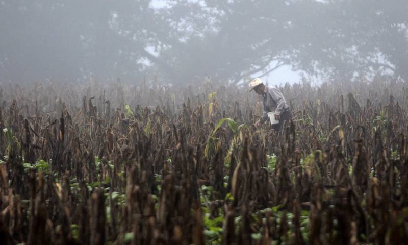 El aumento de la malnutrición podría ir ligado a un descenso de las cosechas, debido a las sequías que podrían afectar la plantación de maíz y legumbres / Foto: EFE