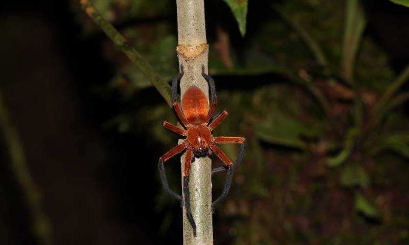 El descubrimiento de esta especie se produjo en la Estación de Biodiversidad Tiputini/ Foto: cortesía revista Ecology and Evolution