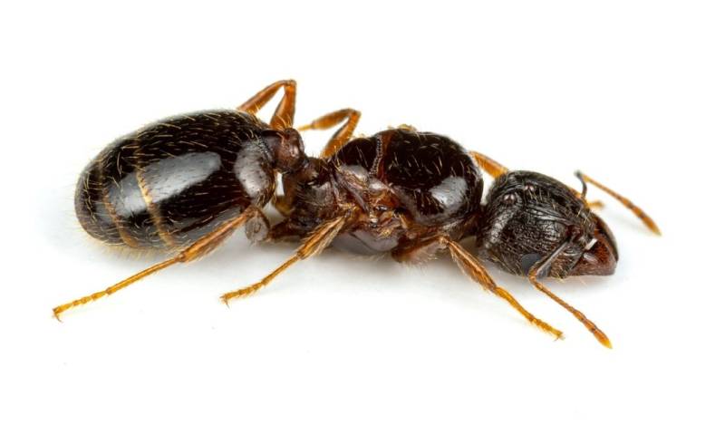 Un estudio publicado en la revista especializada Check List, presentó una lista actualizada de 15 especies de hormigas introducidas en Ecuador / Foto: cortesía