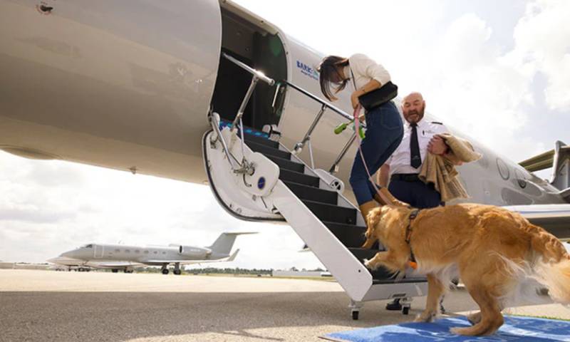 Bark Air es la primera aerolínea estadounidense dedicada exclusivamente a perros / Foto: cortesía Bark Air