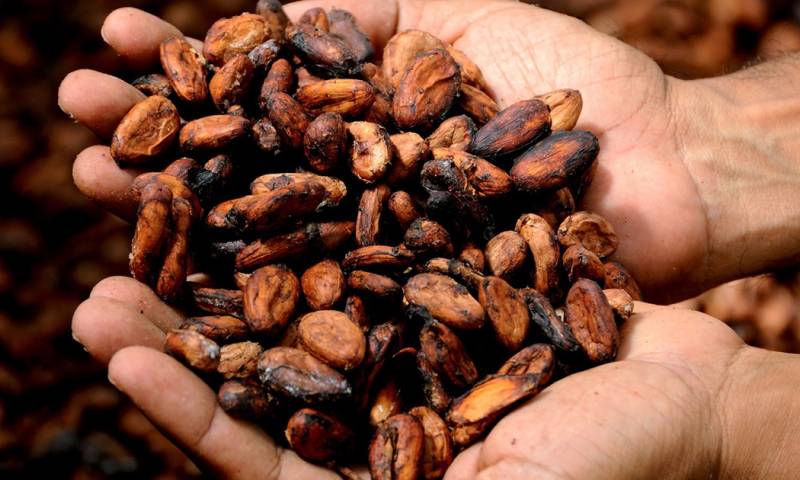 "La volatilidad que hoy tiene el cacao se compara con mercados como el bitcóin" / Foto: cortesía