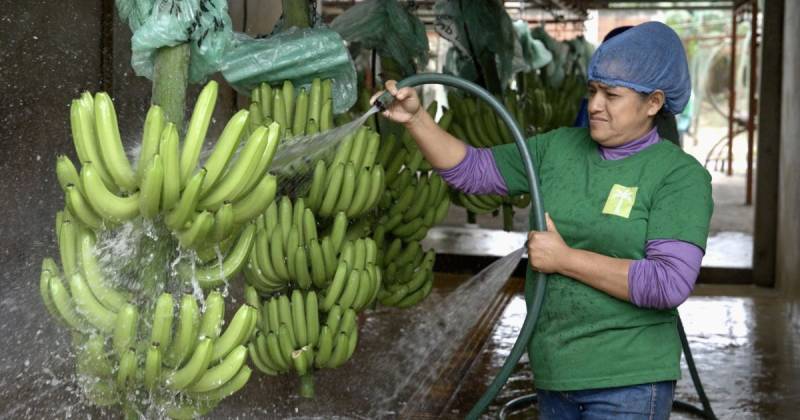 La Unión Europea se siguió manteniendo en 2024 como el primer destino del banano ecuatoriano / Foto: EFE