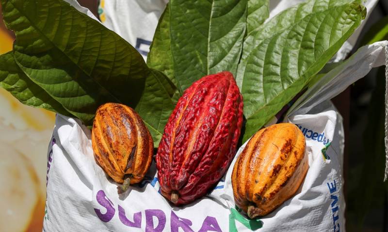Ecuador es reconocido por sus cacaos de alta calidad en sabor y aroma / Foto: EFE