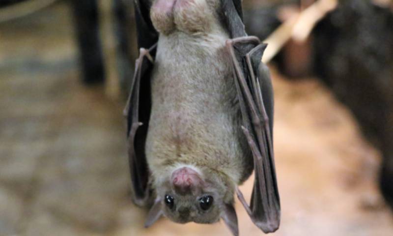 Una nueva especie de murciélago fue descubierta en Zamora / Foto EFE