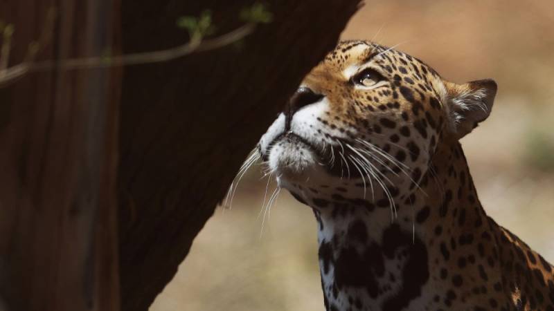 El jaguar enfrenta graves amenazas debido a que ha perdido cerca del 50 % de su hábitat / Foto: EFE