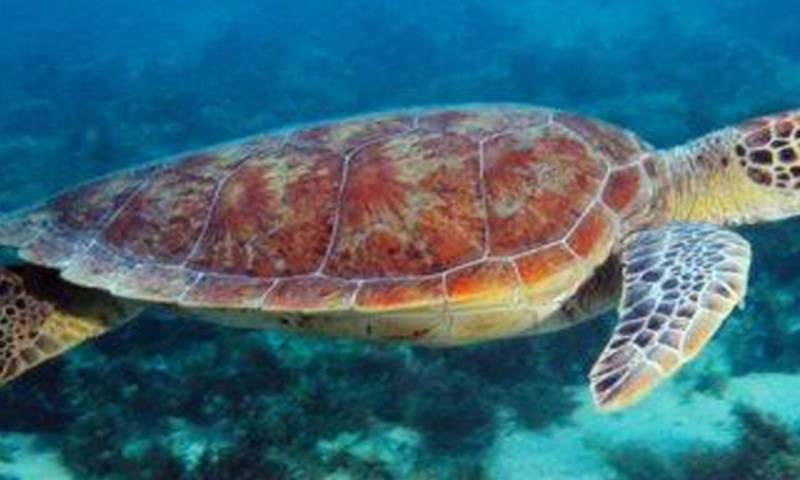 El objetivo evaluar el estado de las poblaciones de tortugas marinas en el continente / Foto: cortesía 