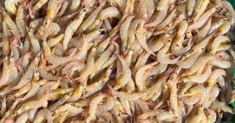 Emiratos Árabes Unidos es un mercado estratégico debido a su alto consumo de pescados y mariscos / Foto: cortesía Cámara Nacional de Pesquería