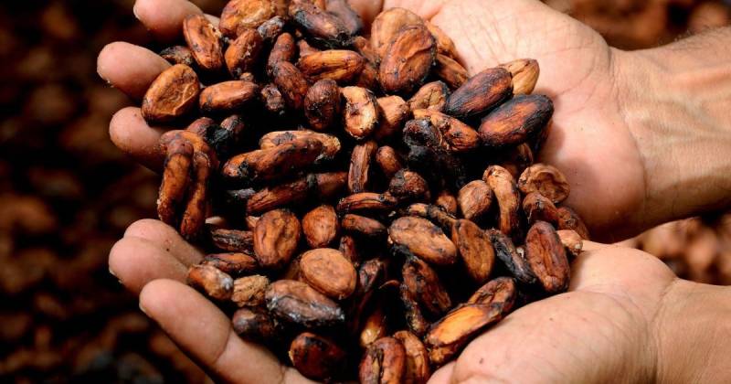 El alza del cacao ha permitido que este producto desplace al banano como el segundo rubro más importante de Ecuador / Foto: Pixabay