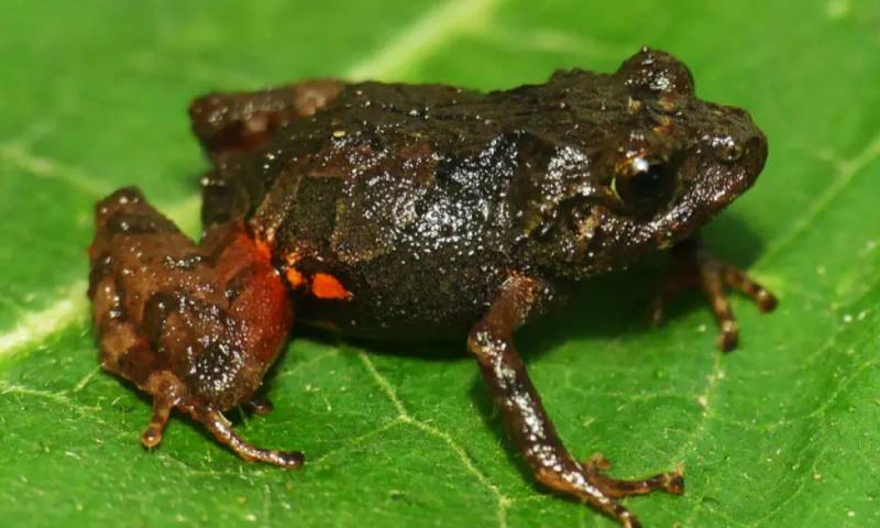 El 40,7 % de anfibios del planeta están en riesgo de extinción, según un estudio / Foto: cortesía