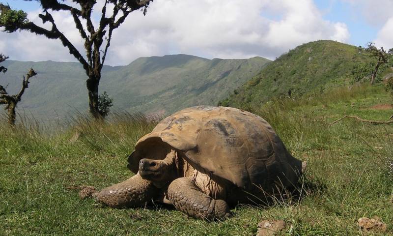 Previo a su liberación, cada tortuga atravesó un proceso de cuarentena / Foto: coresía MAATE
