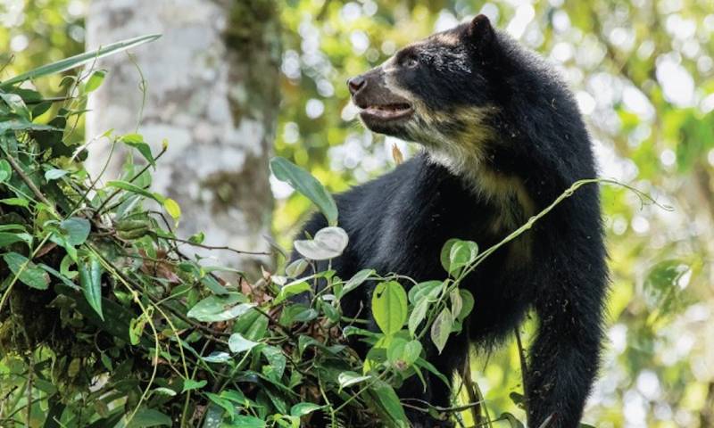  Un tesoro natural que tiene Ecuador a menos de dos horas del centro de Quito / Foto: cortesía MAATE