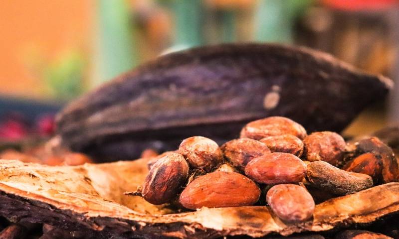 Se estima que el precio del cacao no bajaría de los $ 5.000 en el corto plazo / Foto: Pixabay