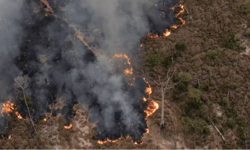 En 2020 Perú perdió más de 200 mil hectáreas de bosque / Foto: cortesía 