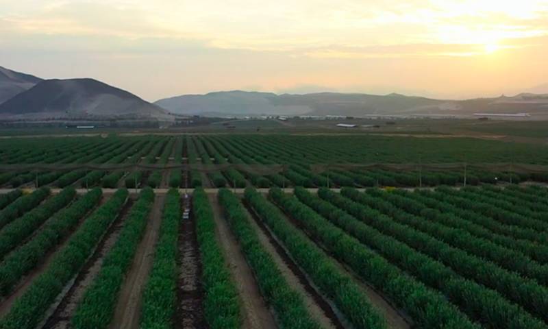 Hortifrut Ecuador ha generado empleo en la región, contratando a 175 cosechadores en Zapotillo y cantones aledaños / Foto: cortesía Hortifrut