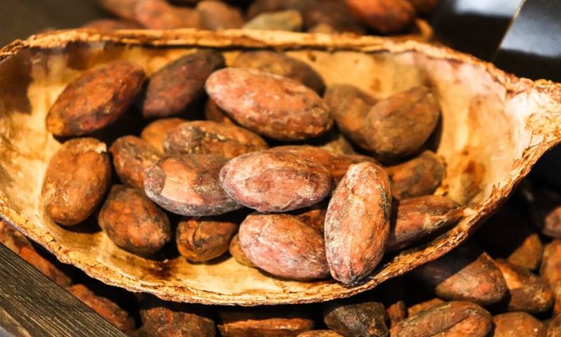 La demanda del cacao se mantiene en Norteamérica y Europa / Foto: Pixabay