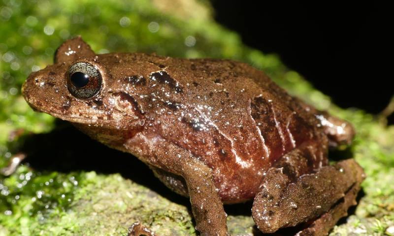 El anuncio lo realizó el Instituto Nacional de Biodiversidad (Inabio) / Foto: EFE