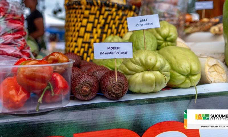 La producción de morete es altamente viable en sistemas agroecológicos / Foto: cortesía Prefectura de Sucumbios