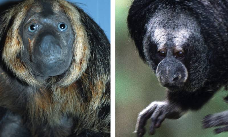 Un estudio confirmó la presencia del primate Pithecia aequatorialis en la Amazonía ecuatoriana / Foto: cortesía 