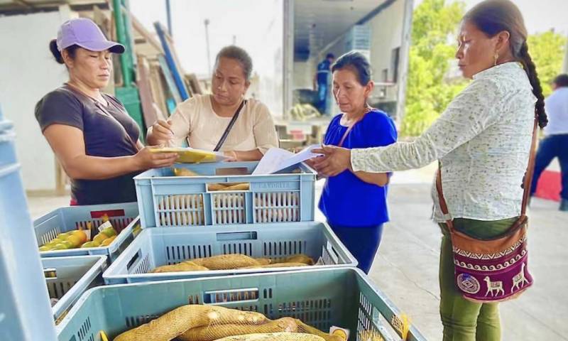 Los productores de Napo resultaron beneficiados de la alianza con Corporación La Favorita / Foto: cortesía MAG