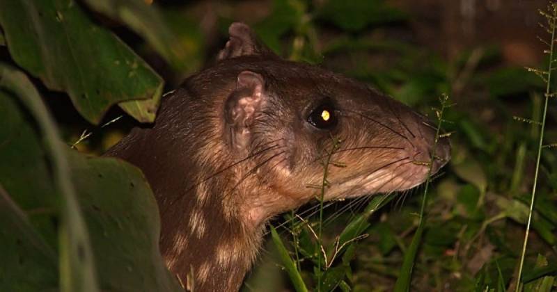 El impacto de esta actividad sobre la biodiversidad es significativo / Foto: cortesía INaturalist Ecuador