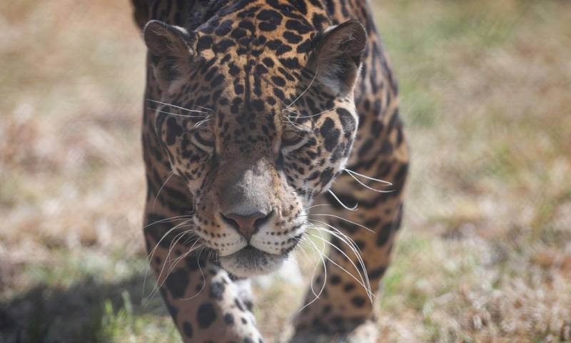 Los achuar consideran al jaguar "el rey de la selva” / Foto: EFE