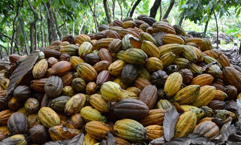 Los precios del cacao han alcanzado niveles históricos, superando los $ 10,000 por tonelada métrica / Foto: cortesía 