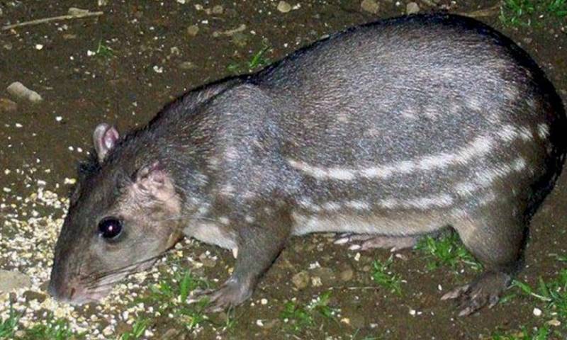 Este estudio plantea interrogantes sobre el papel ecológico de la paca de montaña / Foto: cortesía 