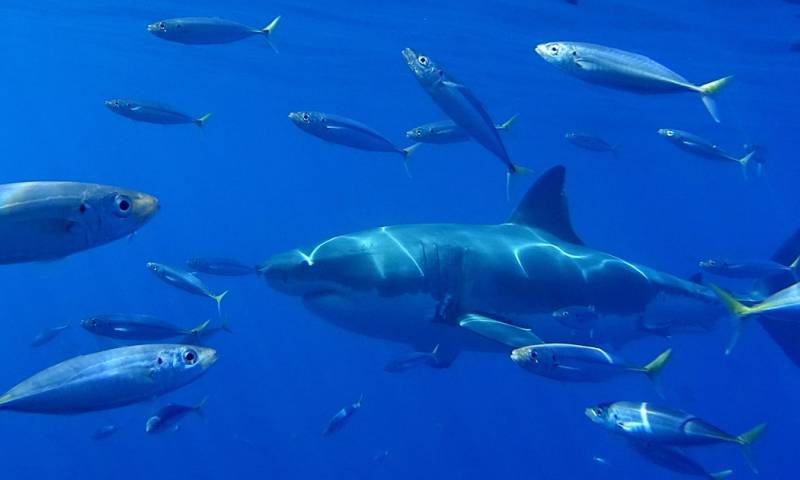 El tiburón blanco está catalogado como vulnerable por la Unión Internacional para la Conservación de la Naturaleza / Foto: EFE