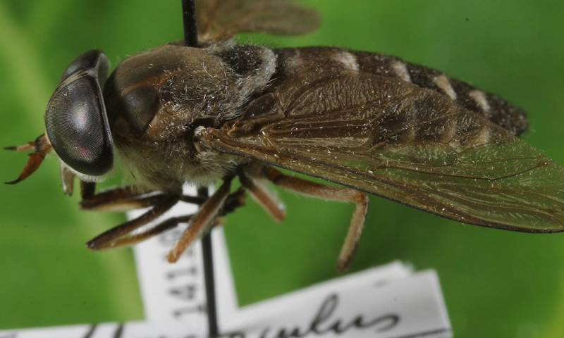 Las seis especies nativas de tábanos representan un endemismo del 7,14 % / Foto: cortesía Insectos del Ecuador