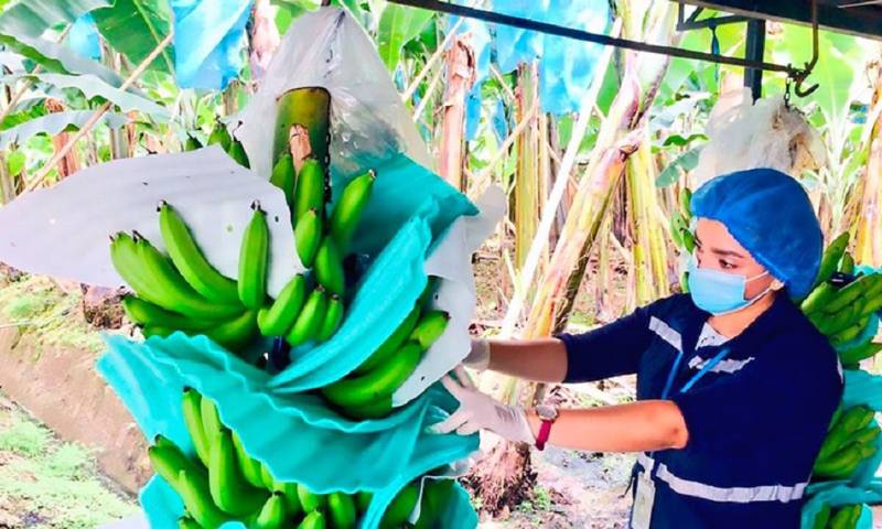 La plaga del Fusarium Foc R4T es una enfermedad que ataca los cultivos de musáceas/ Foto: cortesía CAN