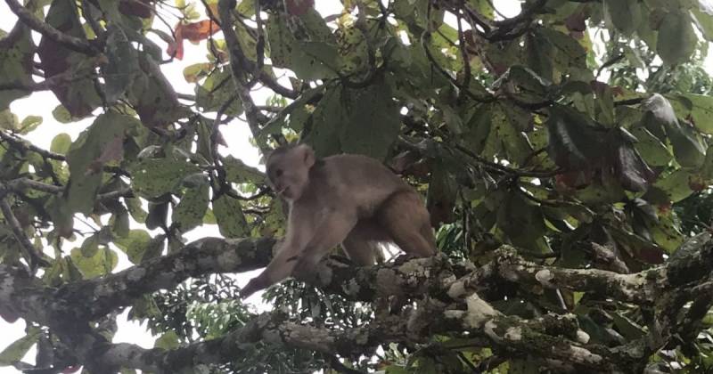 Hoy, 12 de febrero se celebra el Día de la Amazonía ecuatoriana / Foto: El Oriente