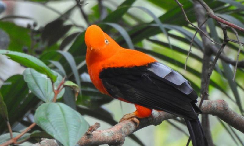 En Morona Santiago también se realizó el conteo mundial de aves ‘Global Big Day’ / Foto: cortesía Ministerio de Turismo