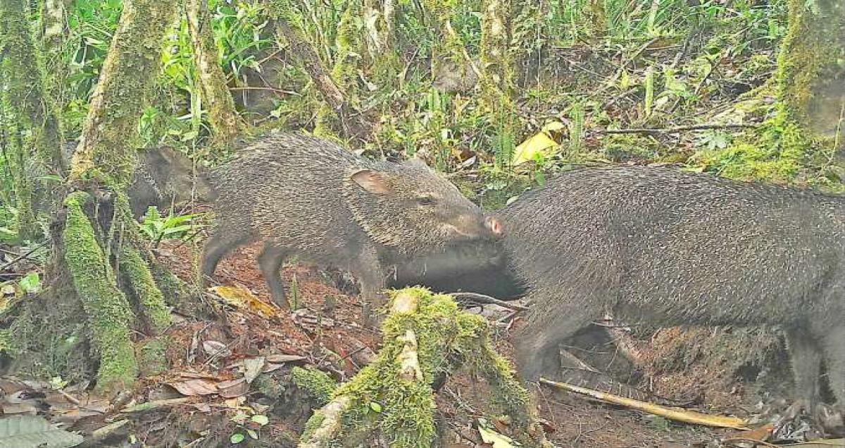 Cámaras Trampa Permiten Monitorear Las Especies Silvestres En Sectores ...